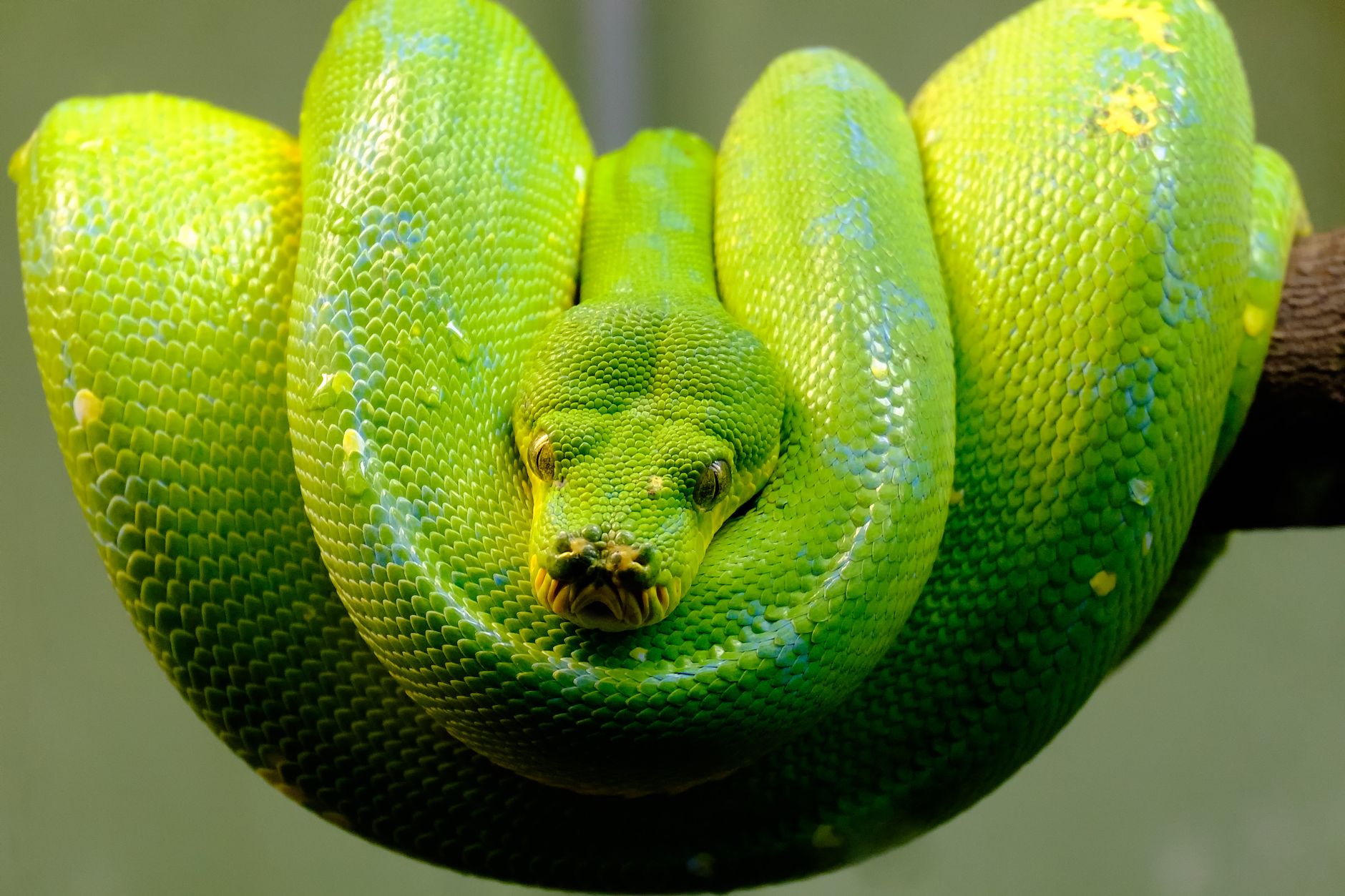 Python Multi-Agent vs Single Agents: Scaling Guide